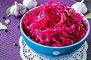 Crispy, tasty and beautiful - pickled cabbage with beets. Step-by-step recipes