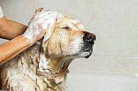 And showered and cured! Flea shampoo for adult dogs and puppies