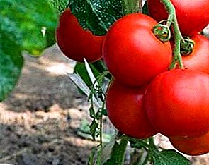And in the salad and in the jar! Description of the universal variety of tomato "Ephemer"