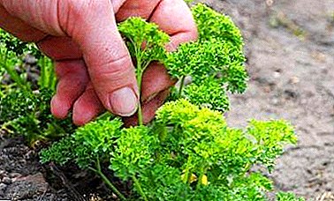 Ideal conditions for parsley: how to feed in spring, summer and autumn? Step-by-step instruction