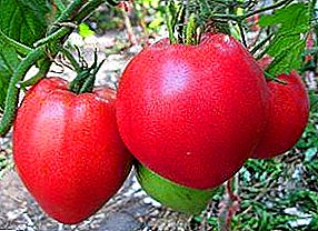 Ideális "Mazsola" paradicsom: fajta leírása, jellemzői, termesztése és hozama