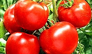 Perfect tomato with an unusual name - "Apple Russia": description of the variety, characteristics and photos