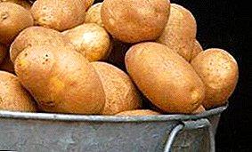 Imperial potato "Elizabeth": description of the variety and photo of Russian breeding classics