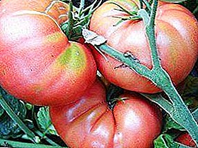 제국의 다양한 토마토 - "미카도 핑크": 토마토 사진 설명