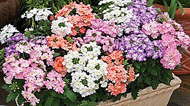 Information from A to Z. Independent cultivation of verbena flower from seeds and cuttings