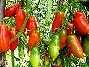 Aslen Sibirya'dan bir yabancı - domates yetiştiriciliği için açıklama ve öneriler "Fransız Fırtınası"