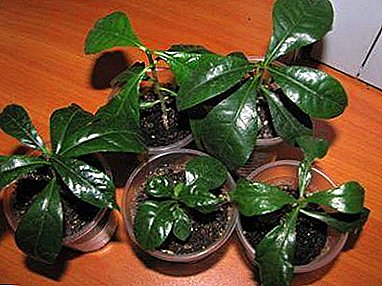 Instrucciones y recomendaciones prácticas para cultivar gardenia a partir de semillas en casa.