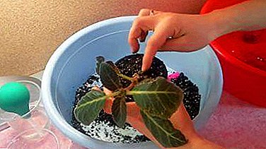 Transplant instructions and recommendations for growing gloxinia