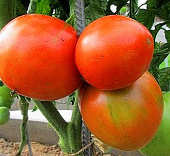 Interesting and fresh novelty for planting - tomato "Cypress": photo and description of the variety