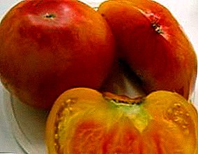 토마토의 과일 품종의 흥미로운 색상과 크기 "자몽"이 모든 것을 정복합니다.