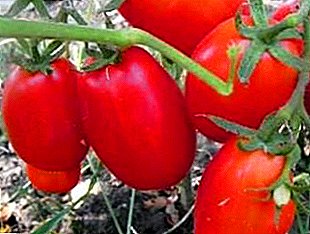 طماطم مثيرة للاهتمام ومتساهلة "آذان الثيران": وصف للتنوع والصورة
