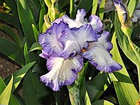 Irises. Planting and plant care features