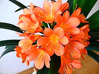 We are looking for reasons: why clivia doesn't bloom? How to help the plant?