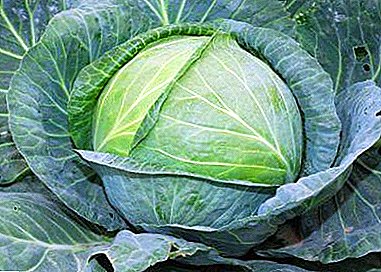 Source of vitamins and trace elements on your table before the new harvest - cabbage Sugar head