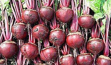 From native Holland to Russia: Boro's beets