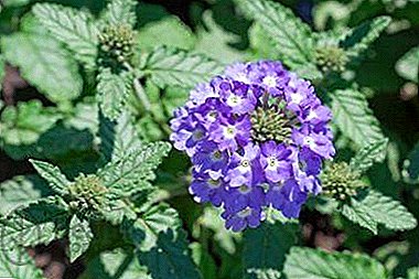 Relief from ailments - herb Verbena officinalis
