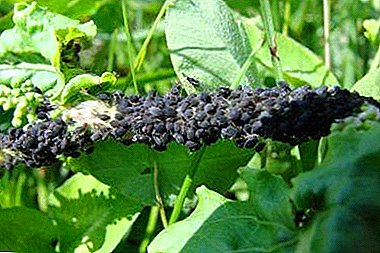 Freiheit von Schädlingen - Blattläuse auf Sauerampfer. Was kann die Pflanze verarbeiten und wie kann man kämpfen?