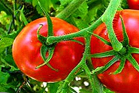 La tomate abondante "Masha" donnera une bonne récolte, même si elle est cultivée en tant que jardinier débutant