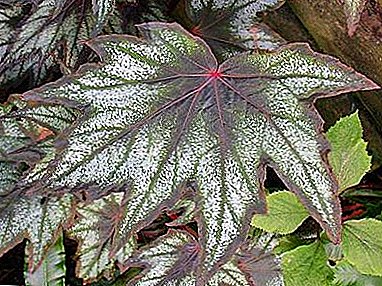 Increíble planta de interior llamada begonia diadema: descripción, características del cuidado y reproducción