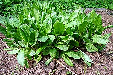 How to deal with crop failure? It's all about when sorrel grows and why sometimes there are problems with it.