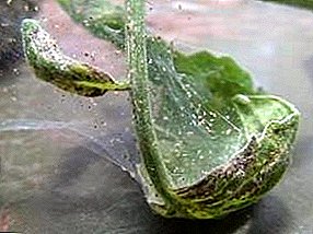 Jak se vypořádat s roztoči pavouka na pokojové rostliny doma?