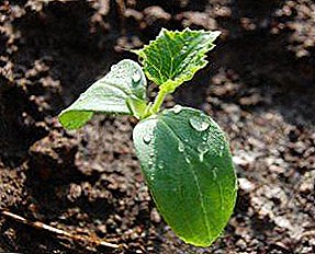 How often and how to water cucumber seedlings so that they do not stretch and hurt? The correct mode of watering at different stages of growth