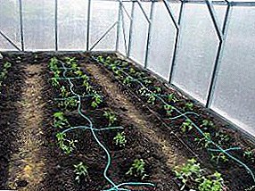 Wie oft und richtig bewässern Sie die Tomaten im Gewächshaus, die Art der Organisation der Bewässerung von Tomaten