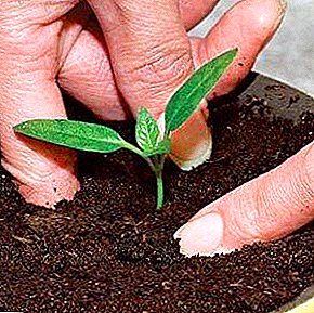 How is the picking of pepper seedlings done at home? When to do this, a description of the process with a photo, care of the transplanted plants