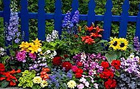 How to add bright colors to your garden?