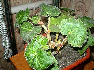 How to achieve beautiful buds? Why blooming begonia does not bloom?