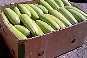 How to store zucchini in an apartment in the winter with the help of a refrigerator correctly?