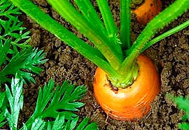 ¿Cómo y qué se debe alimentar con zanahorias en junio, julio y agosto para obtener una buena cosecha?