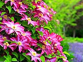 How and what to feed clematis