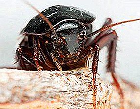 Hur bli av med svart kackerlackor i lägenheten: en översyn av moderna medel och populära metoder för att hantera dem