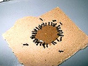 ¿Cómo deshacerse de los insectos molestos? Luchando contra las hormigas en un departamento con remedios populares.