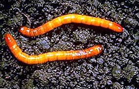 Bagaimana menyingkirkan wireworm di kebun - metode dan sarana perjuangan