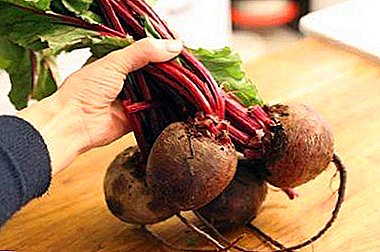 How to treat angina with beets? Recipes healing compositions with vinegar or honey, cranberries and other ingredients