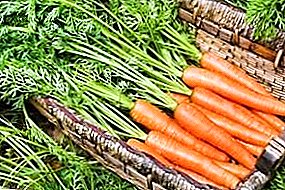 Quanto è meglio conservare le carote per l'inverno in cantina, come è meglio farlo a casa?
