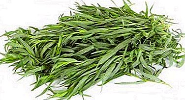 How can you get good tarragon harvest from seeds in other ways? Growing tarragon at home