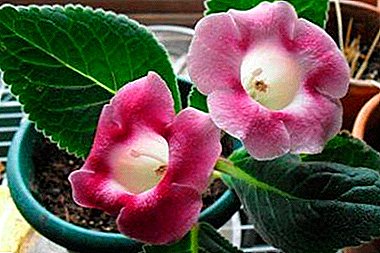 How not to destroy a flower: cultivating gloxinia and caring for it