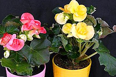 How to provide decent care for begonia Elatior at home? Tips for growing and transplanting plants