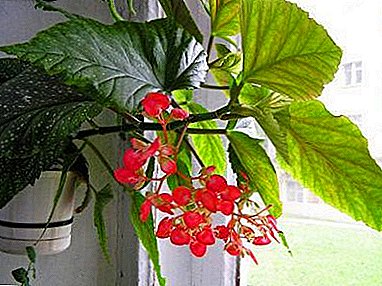 How to provide decent care for coral begonia at home?