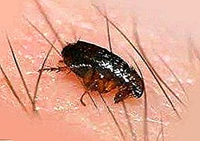 How did they come? Where do fleas come from in the house: causes and symptoms of infection