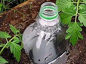 Hur man organiserar en underjordisk vattning i växthuset med hjälp av en grävd plastflaska?