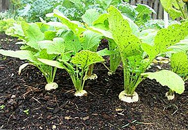 Cách tổ chức trồng củ cải: thời gian gieo, chọn giống, giá hạt giống, nhúng trong đất mở và trong nhà kính