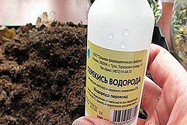 How to feed seedlings and adult tomatoes with hydrogen peroxide without damaging the plants?
