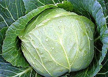 How to distinguish cabbage Amager: description of the variety