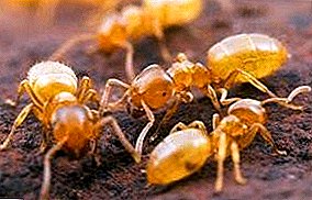 Wie man heimische Insekten besiegt - gelbe Ameisen?