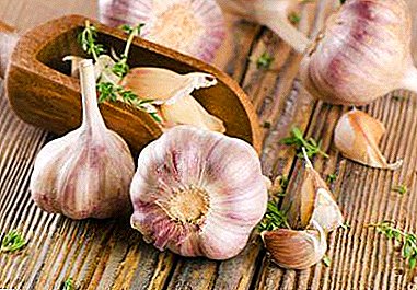Come pulire il fegato e la cistifellea con aglio: i benefici e i danni delle piante