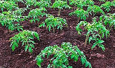Hvordan tilberedes en simpel jord med egne hænder til en god høst af tomater? Den nødvendige jordens sammensætning